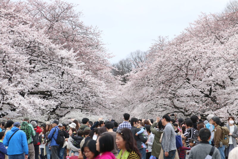 Japan hanami cherry blossom sakura