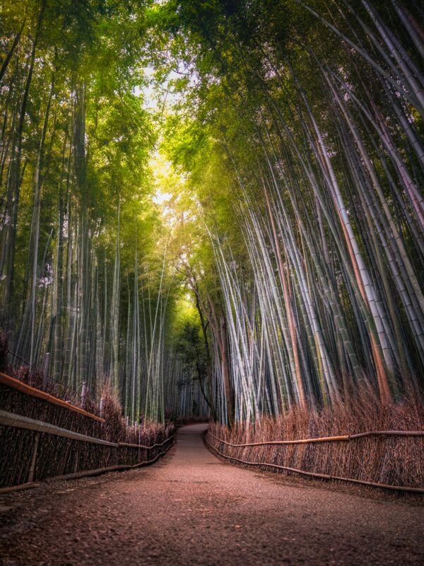 Arashiyama bamboo forest grove