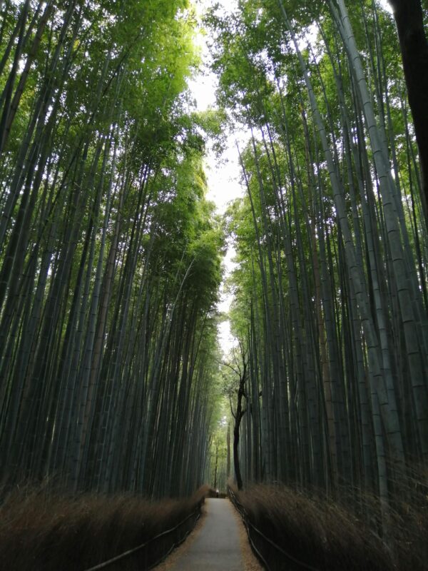 Arashiyama bamboo grove in Kyoto