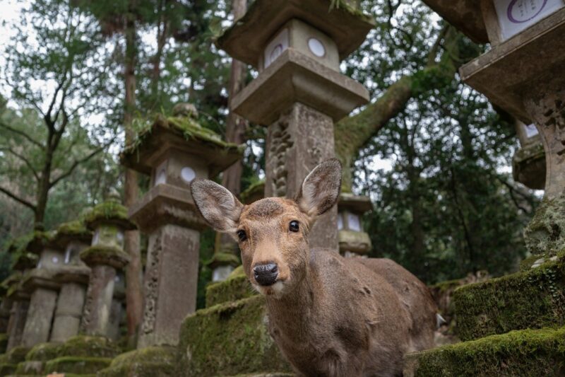 Nara deer