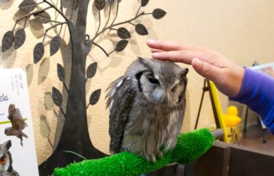 Owl cafe in Tokyo