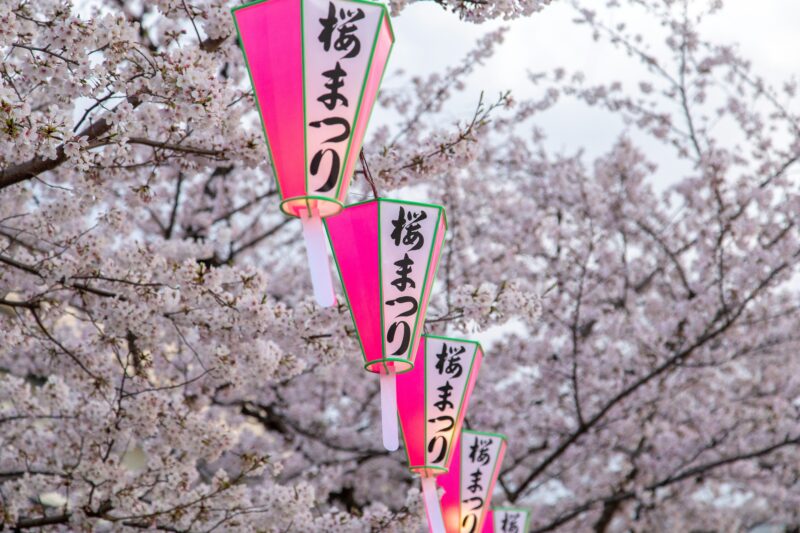 cherry blossom hanami