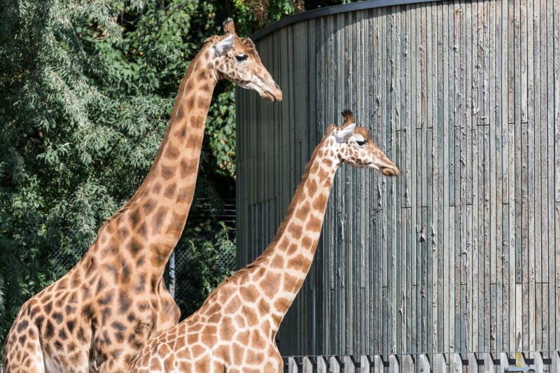 ueno zoo in tokyo