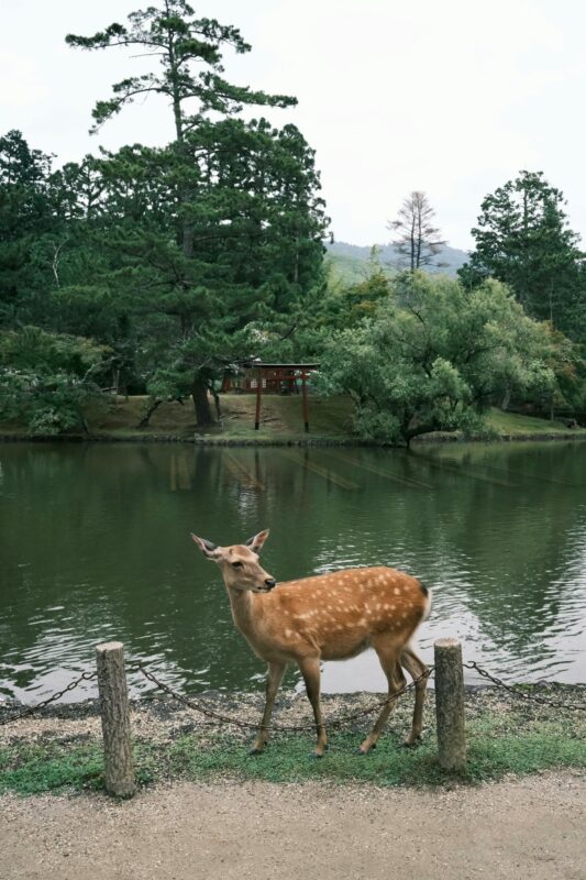 nara park deer