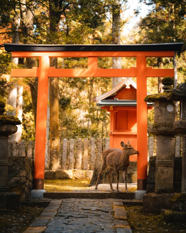 nara park deer