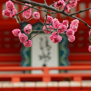 japanese plum tree in front of shrine